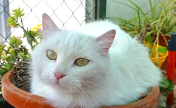 Veterinario José María Morano Abril