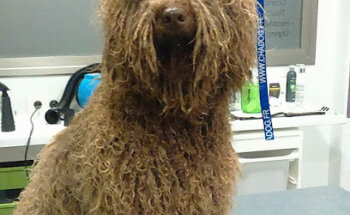 Centro Veterinario Trivet