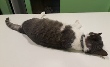 Clínica Veterinaria Cardona & von Hofe, S.C.P.