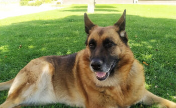 Dog Room peluquería canina y felina