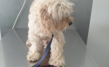 Clínica Veterinària Toni Ortolà