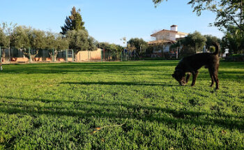 Residencia Canina Cliveal
