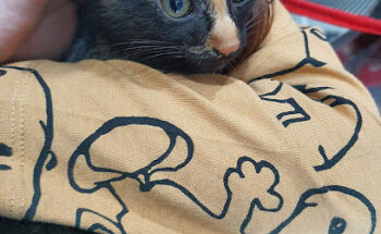 Clínica Veterinaria Mamen González Llerandi