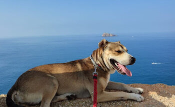 Clínica veterinaria 7 Vidas-La Nucia