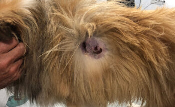 Happy Pets Puerto de Mazarron