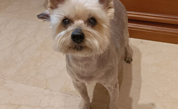 VETERINARY CLINIC Antonio Bravo