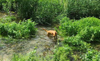 Centro Veterinario Sigüenza
