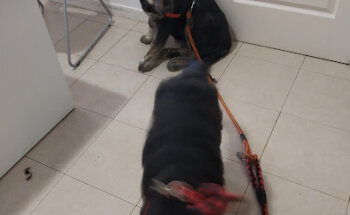 Centro Veterinario Sahagun