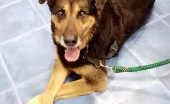 Cruz Azul Centro Veterinario