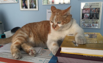 Consulta Veterinaria Francisco J. Ramos