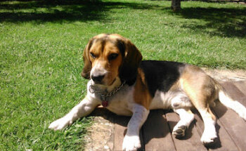 Centro Veterinaria Dejando Huella