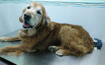 Clínica Veterinaria Mascovet