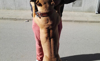 Consultorio Veterinario Roberto