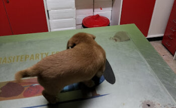 CENTRO VETERINARIO FAUNA