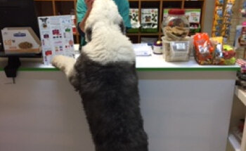 Centro Veterinario Sanes