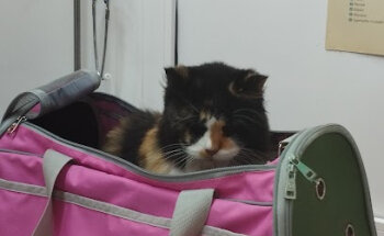 Clínica Veterinaria Pedreguer