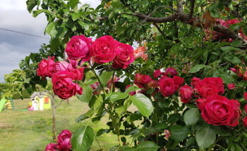 Clínica Veterinaria Candeleda