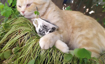 Clinica Veterinaria Motilla