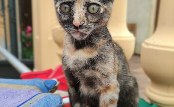 Clínica Veterinaria Salgado - Centeno