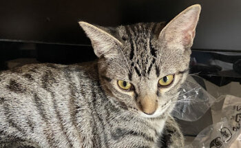 GuadalquiVet Clínica Veterinaria