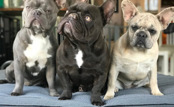 Clínica Veterinaria Playalbir