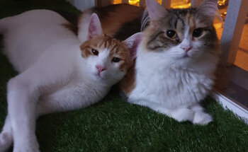 Alameda Veterinary Clinic