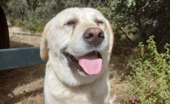 Clínica Veterinaria Huellas