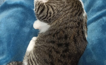 Raquel Criado Zahonero