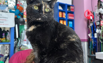 Clínica Veterinaria Tierra de Pinares