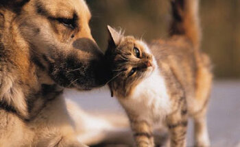 Veterinary Center Épila