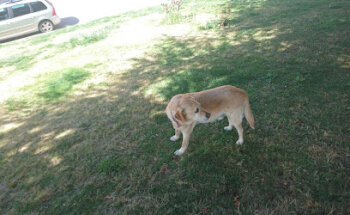 Centre Veterinari del Berguedà SLP