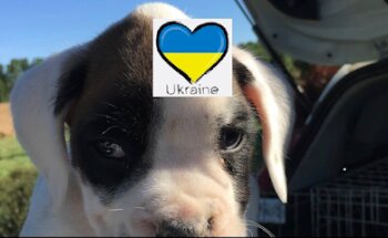 Clínica Veterinaria Fuente de los Caños