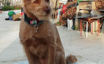 Clínica Veterinaria D'rosa