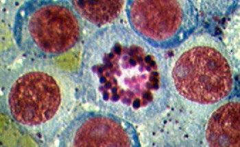 Clínica Veterinaria Bilyana