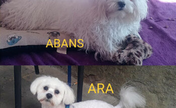 Veterinari Sant Julià