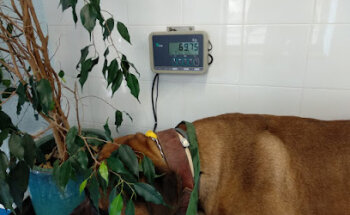 Veterinais Ametlla-Miami-Cambrils S.L.