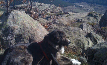 Clínica Veterinaria La Cruz Verde