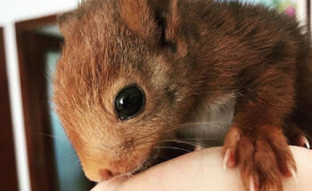 Veterinaria a domicilio Montanejos