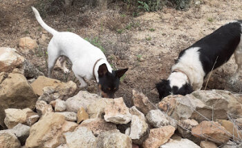 Centro Clínico Veterinario Torreblanca