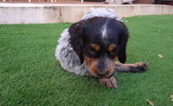 Canifel Clínica Veterinaria