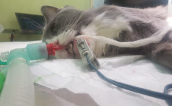 Sevilla Veterinary Clinic