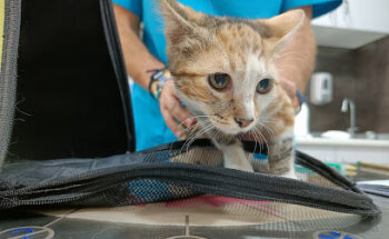 Centro Veterinario Doggos
