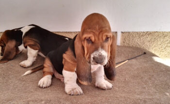 CENTRO VETERINARIO JURADO
