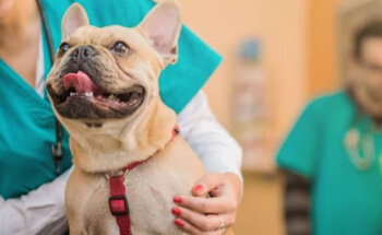 PET DOCTORS VETERINARY CLINIC