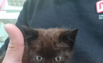 Clínica Veterinaria Camino