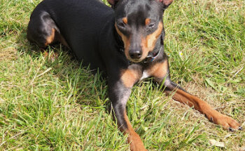 Clínica Veterinaria Ibáñez