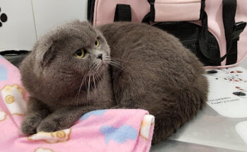 Clínica Veterinària Maite Haya