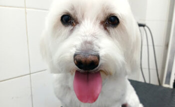 Clínica Veterinaria Zarpa