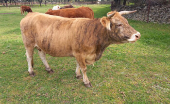 Juan Andrés Vivas Talavero