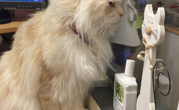 Clínica Veterinaria Navascues